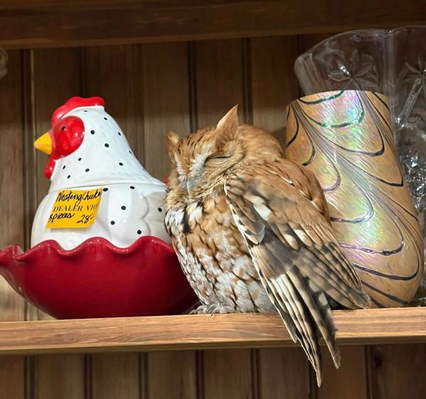 Maybe the ceramic chicken was his girlfriend.