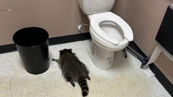 The intruder was found passed out next to a toilet.