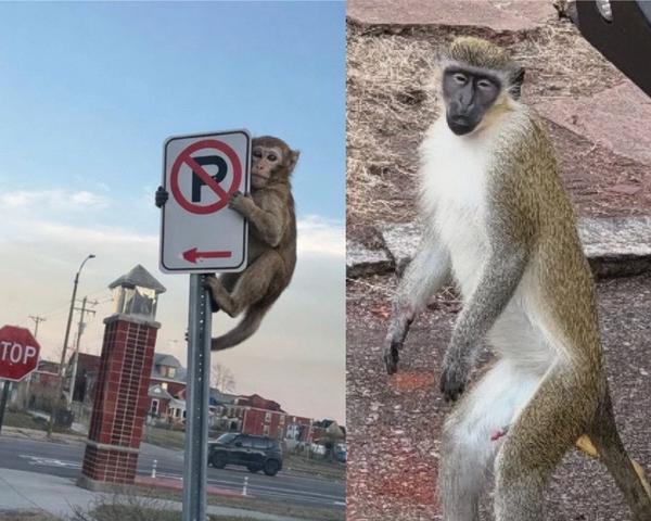 My take: at least the first one is fake.