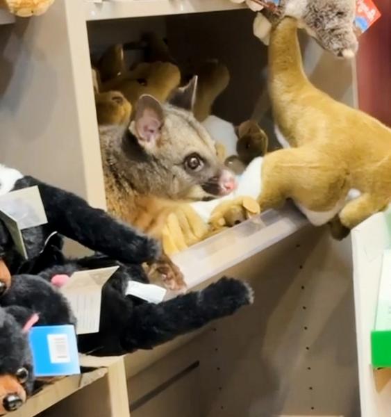 Not playing dead: the possum.