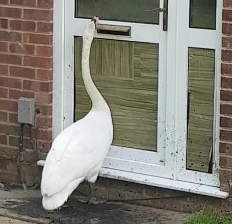 Who is it? The swan.