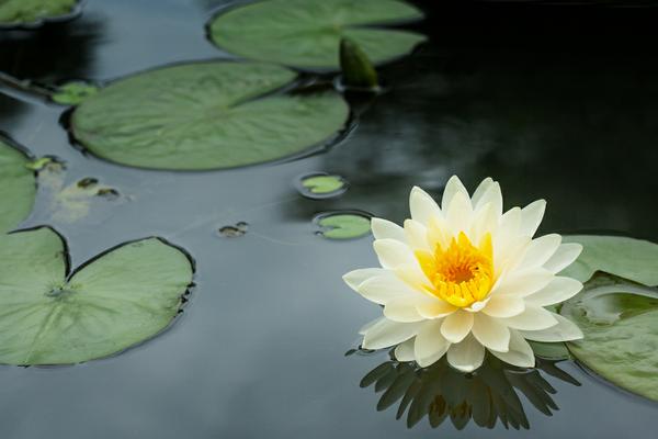 Make Your Mind Like a Lotus Flower