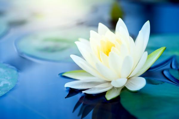 Lotus is Not Saturated by Water