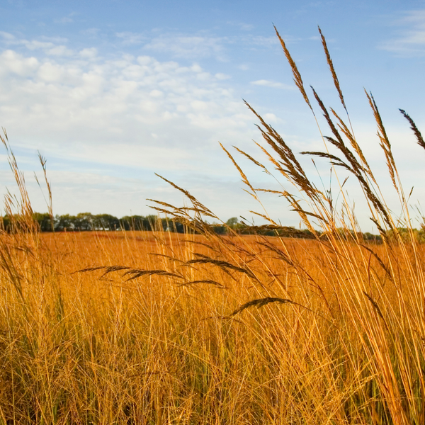 Yellow prairie grass with woods off in the horizon.