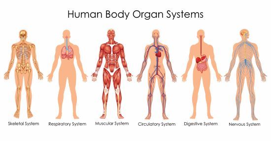 Illustration of the human body's organ systems shown together