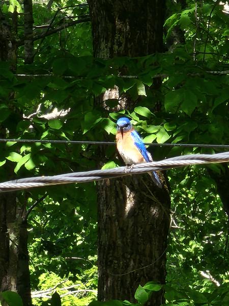 Photo of a male Eastern bluebird who lives in Lisa Sargent's front yard. He wears vibrant blue feathers, and a feisty expression. 