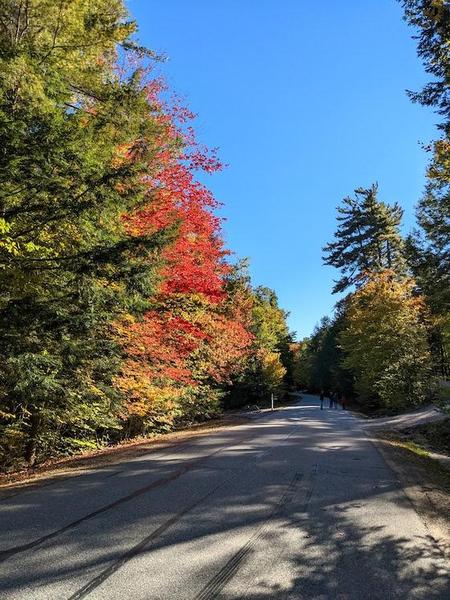 autumn trees swain road meredith nh