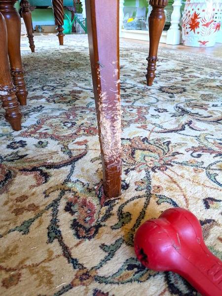 chair leg chewed by Willow the puppy