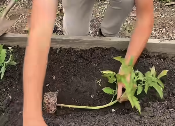 planting a tomato plant