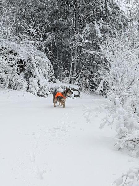 american dirus dog willow in snow