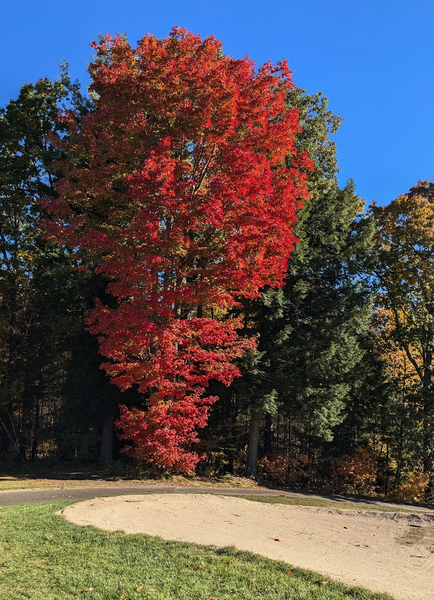fall tree in new hampshire blazing red