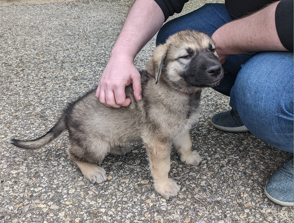 dark dire wolf pup