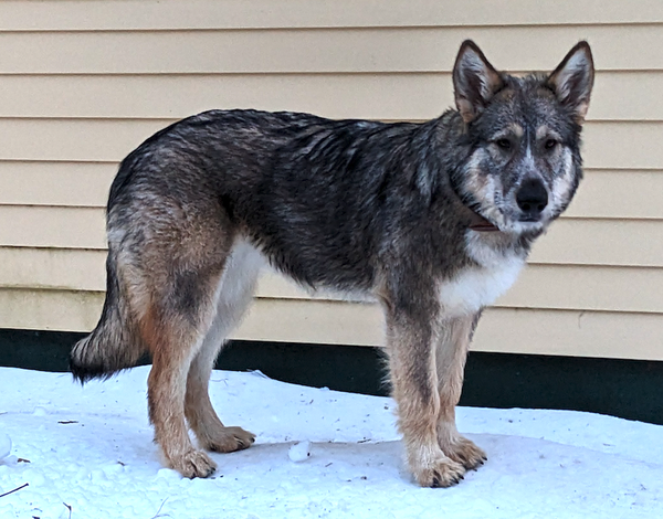 american dirus dog