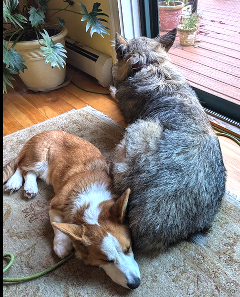 willow and cheddar