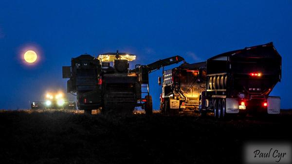 harvesting potatoes in the moonlight