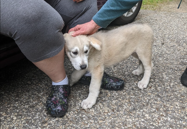 white dire wolf pup