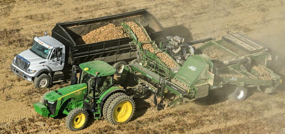 windrower harvesting potatoes