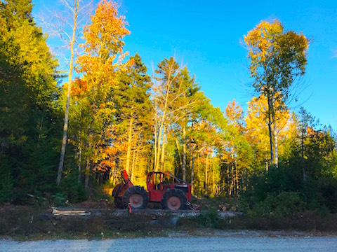 building lot clearing