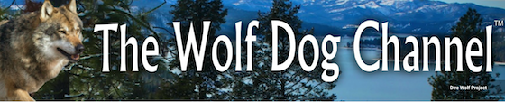wolf dog youtube channel graphic