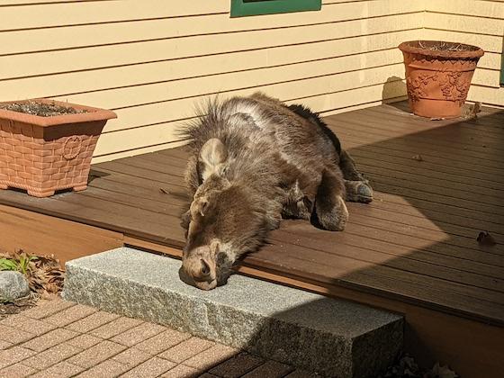 sleeping yearling moose