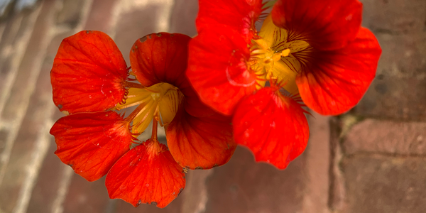 Red nasturtium flowers at Shoreditch Court