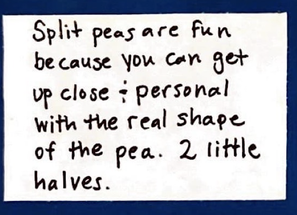Split peas are fun because you can get up close & personal with the real shape of the pea. 2 little halves.