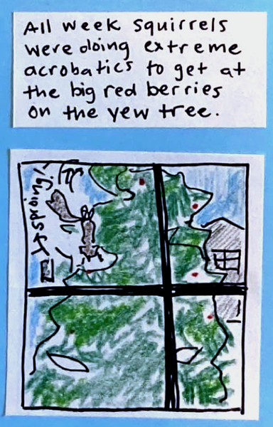 All week squirrels were doing extreme acrobatics to get at the big red berries on the yew tree. (Out the window, squirrel hanging from a branch by back feet, reaching for a red berry. branch springing up — sproing! — behind squirrel)