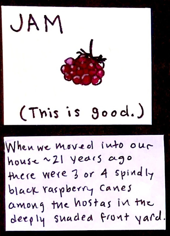 (This is good.) JAM (drawing of a black raspberry) / When we moved into our house ~21 years ago there were 3 or 4 spindly black raspberry canes among the hostas in the deeply shaded front yard. 