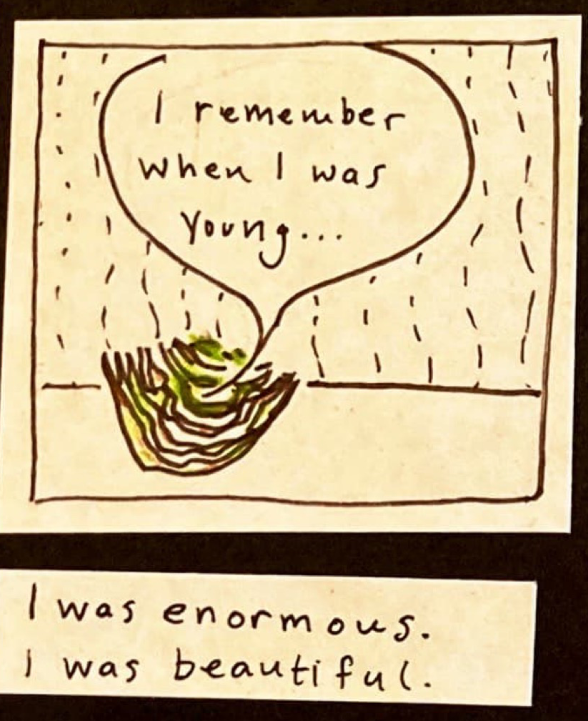 (small brown sliver of cabbage, a space between the leaves looking a little bit like a mouth, speaking): I remember when I was young... / I was enormous. / I was beautiful.