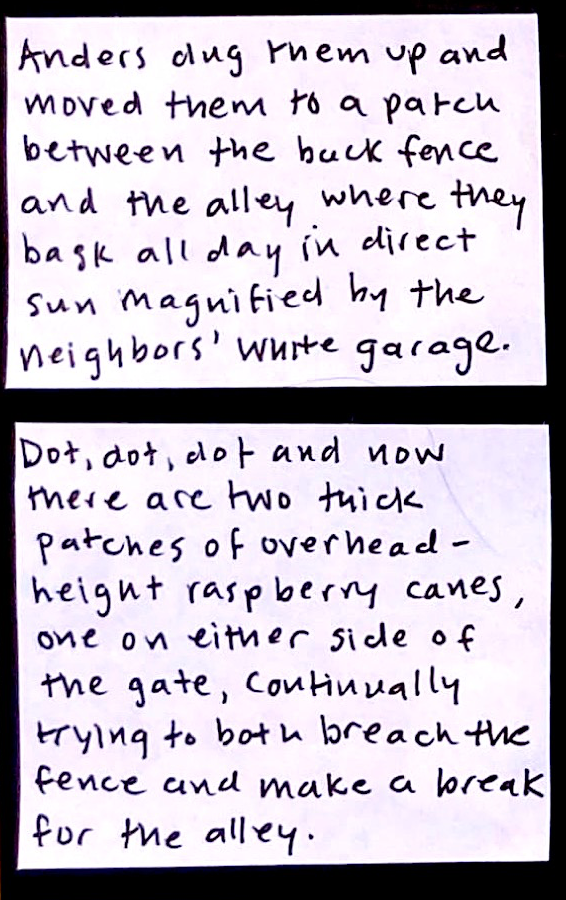 Anders dug them up and moved them to a patch between the back fence and the alley where they bask all day in direct sun magnified by the neighbors' white garage. /  Dot, dot, dot and now there are two thick patches of overhead-height raspberry canes, one on either side of the gate, continually trying to both breach the fence and make a break for the alley. 