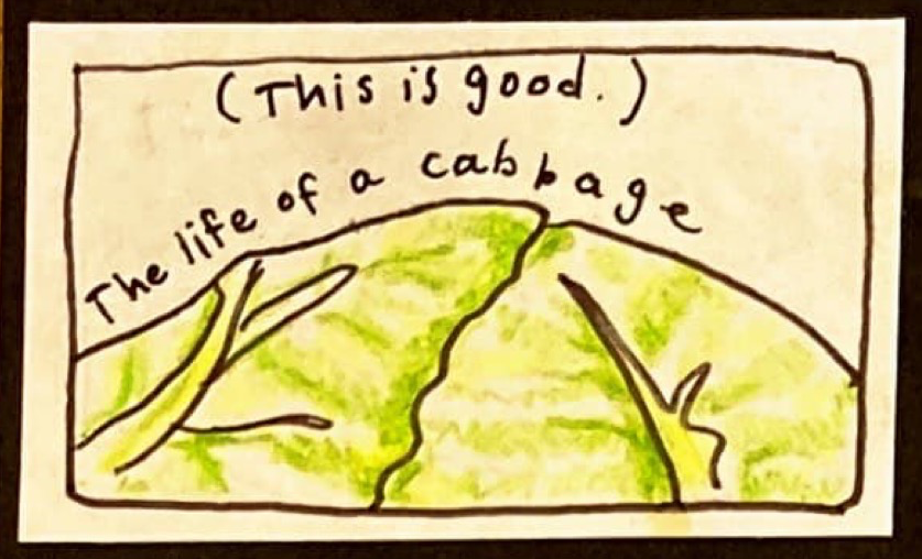 (This is good.) The life of a cabbage (drawing of the top part of a cabbage, filling up the frame, reminiscent of a rising sun.)