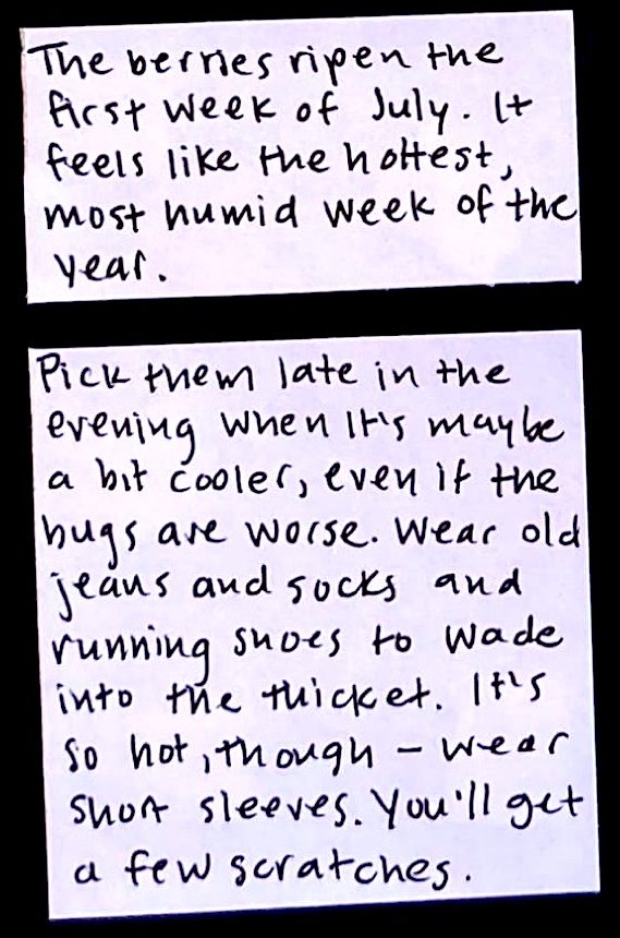 The berries ripen the first week of July. It feels like the hottest, most humid week of the year. / Pick them late in the evening when it's maybe a bit cooler, even if the bugs are worse. Wear old jeans and socks and running shoes to wade into the thicket. It's so hot, thought — wear short sleeves. You'll get a few scratches / 