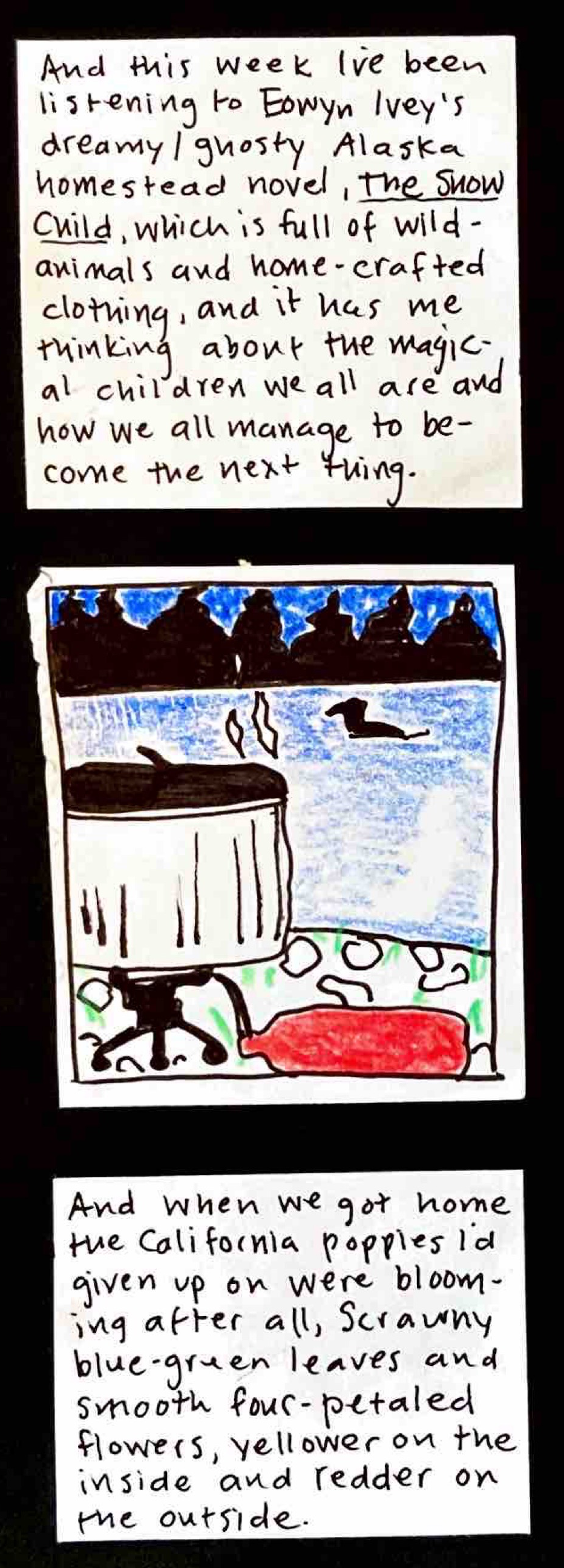 And this week I've been listening to Eowyn Ivey's dreamy/ghosty Alaska homestead novel, The Snow Child, which is full of wild animals and home-crafted clothing, and it has me thinking about the magical children we all have been and how we all manage to become the next thing. / (foreground camping stove with full pot, background sky, trees, water with loon floating on it ) /  And when we got home the California poppies I'd given up on were blooming after all,
scrawny blue-green leaves and smooth four-petaled flowers, yellower on the inside and redder on the outside.