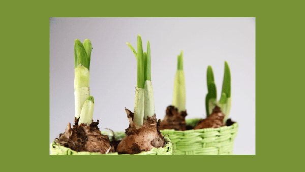 Five Daffodil bulbs in baskets