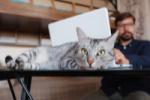 Do Your Clients Have Pets?