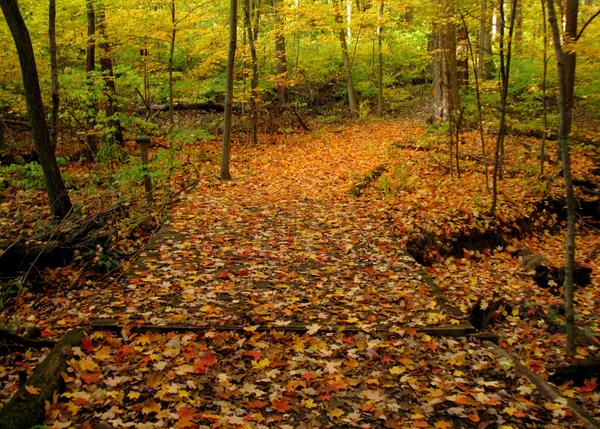 A forest path at Flint Ridge in Ohio is covered with orange, yellow, and brown fallen leaves. Trees with green and yellow foliage line both sides under soft daylight, creating a classic autumn scene.