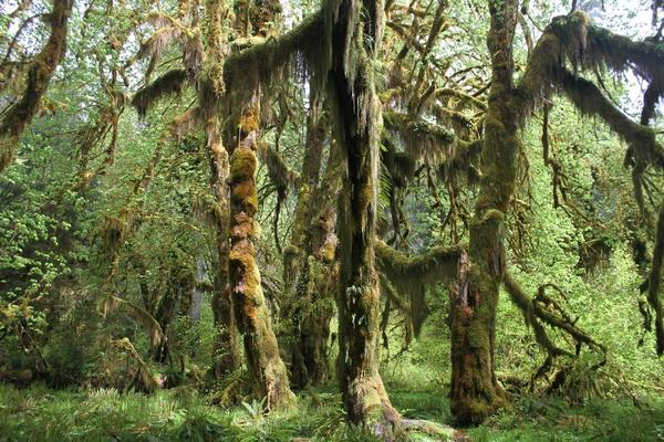 Lush green forest with moss-covered trees