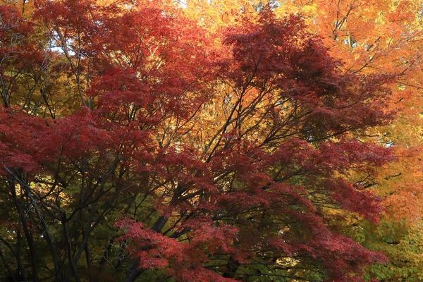 Trees with fall colors