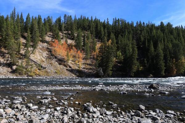 A river with white water rapids and trees on the ridge in the background