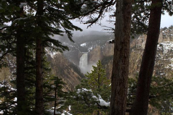 A distant waterfall is visible through a foreground of tall pine trees dusted with snow in Yellowstone. The waterfall cascades down a rocky cliff surrounded by rugged terrain and forested areas under a cloudy sky.
