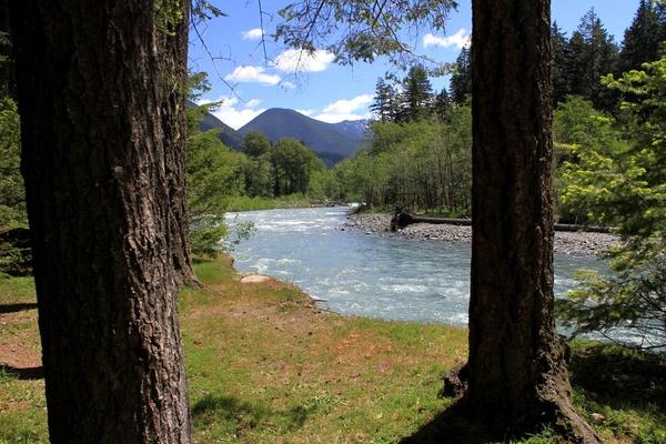 A scenic view of a river in Olympic National Park. The water moves swiftly, framed by two large tree trunks in the foreground. In the background, lush green trees stretch toward mountains under blue sky with a few puffy clouds.