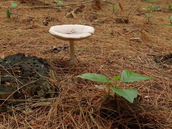 A white mushroom with a flat cap grows among pine needles on the forest floor next to a small green plant and a decaying tree stump.