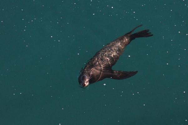 A sea lion swims in deep greenish-blue water, its body partially submerged. Sunlight creates sparkling patterns on the sea lion's back.