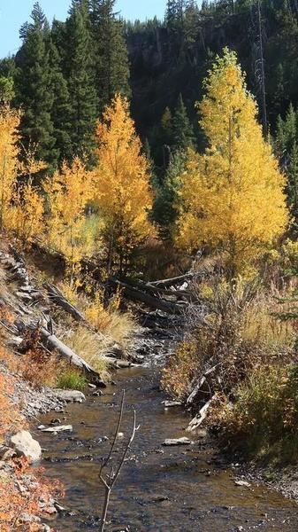 Golden leaves on trees with a stream below and dark pines in the background