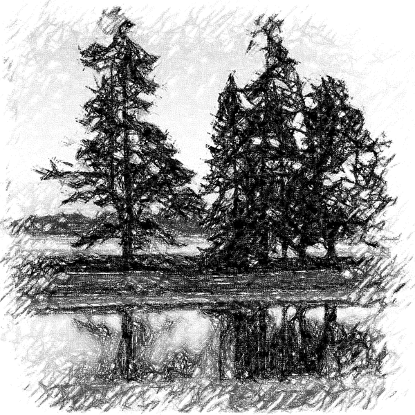 charcoal drawing of pine trees reflected in water