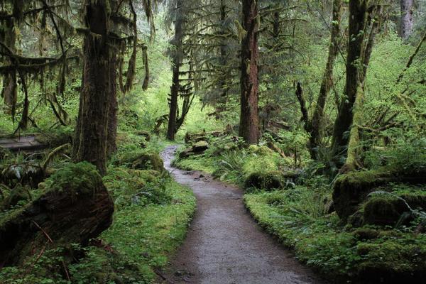 A narrow dirt trail winds through a dense, green forest with moss-covered trees, lush undergrowth, and filtered sunlight creating a serene, shaded atmosphere.
