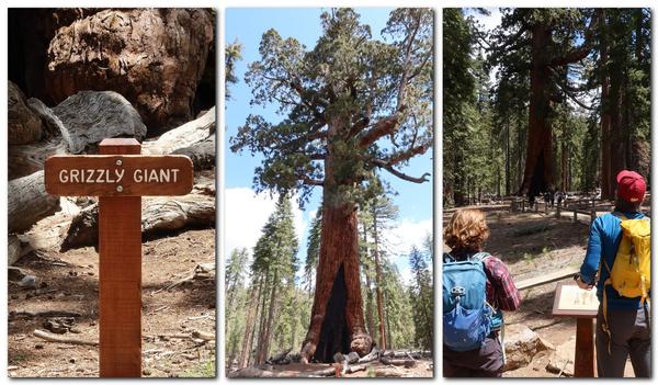 A collage of three images placed horizontally: the left image is a small brown wooden sign with white letters spelling "Grizzly Giant." The middle image is a vertical portrait of a very tall tree with branches spreading from its upper half
and a large inverted V burn mark at its base. The right images shows two hikers with backpacks viewing the large tree from a distance.