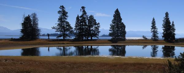 A small, reflective pond is surrounded by tall pine trees and grasslands under a clear blue sky. In the background, sunshine glints on a large body of water with distant mountains on the horizon. This tranquil scene captures the untouched beauty reminiscent of Yellowstone's natural wonders.