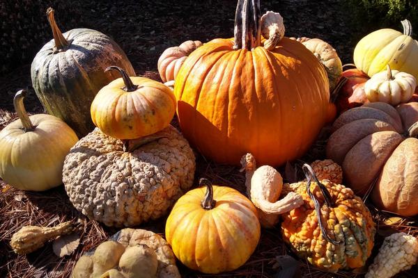 A group of various pumpkins and gourds in different shapes, sizes, and colors, including orange, green, yellow, and bumpy textured surfaces, arranged outdoors on ground covered with dry pine needles.