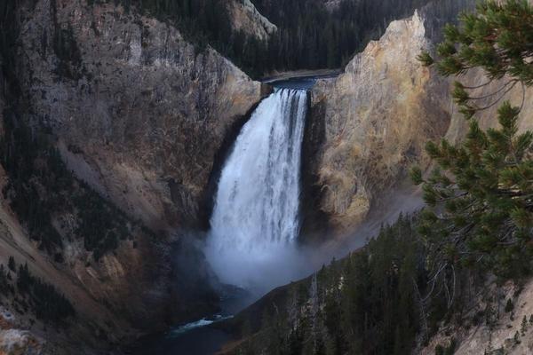 A Yellowstone waterfall pours over a steep cliff into a river below, surrounded by rocky canyon walls and forested slopes. Pines stand in the foreground while dense trees line the horizon.